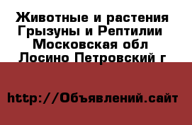 Животные и растения Грызуны и Рептилии. Московская обл.,Лосино-Петровский г.